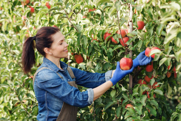istock Fruit industry, business and startup, harvesting on farm 1326403524