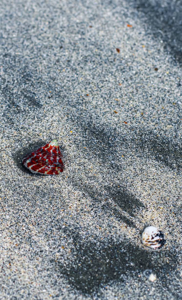 istock Beautiful seashells in sand pile isolated for wallpaper. 1326403622