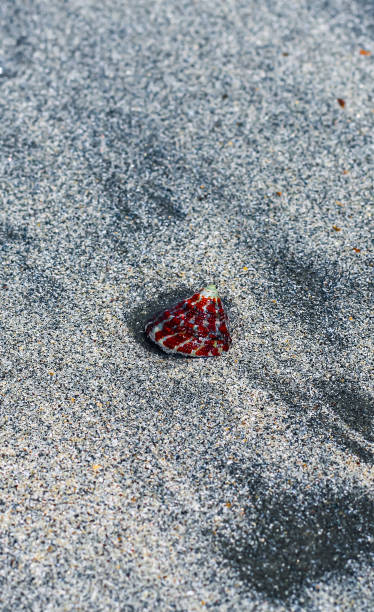 istock Beautiful seashells in sand pile isolated for wallpaper. 1326403665