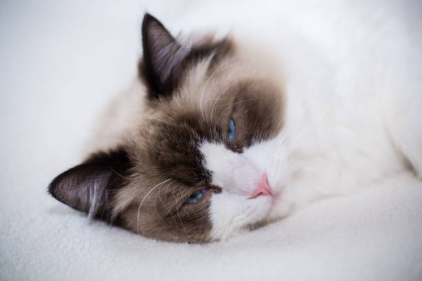 istock Young beautiful purebred Ragdoll cat at home 1326403704