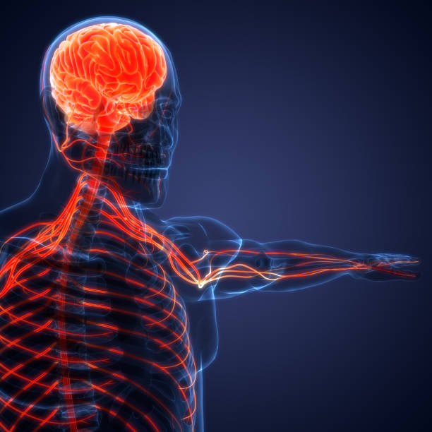 istock Central Organ of Human Nervous System Brain Anatomy 1326403744