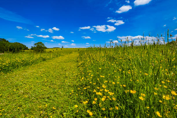 istock footpath track trail cotswolds trees sunlight scenic landscape generic season 1326404732