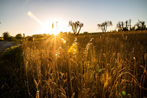 istock ditch grass at sunset of an orange color 1326404767