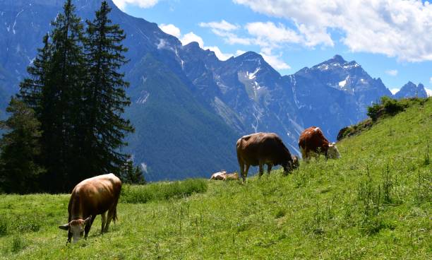 istock Cows on a meadow in Stubai valley 1326405776