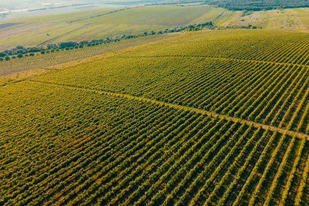 istock Aerial nature landscape beautiful hills forests fields and vineyards 1326406336