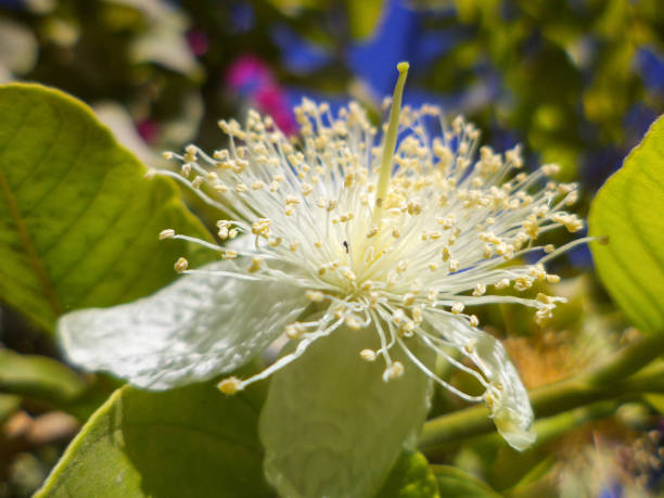 ピンクの花をクローズアップ、庭の赤い色の花、植物の背景自然のドアゲート緑の植物 - shoe single object isolated red ストックフォトと画像