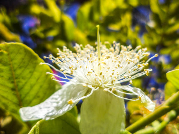 ピンクの花をクローズアップ、庭の赤い色の花、植物の背景自然のドアゲート緑の植物 - shoe single object isolated red ストックフォトと画像