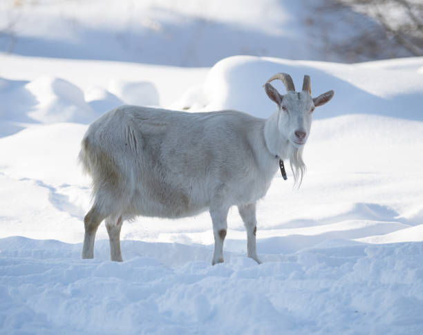 istock A goat outdoors on a sunny winter day 1326407515