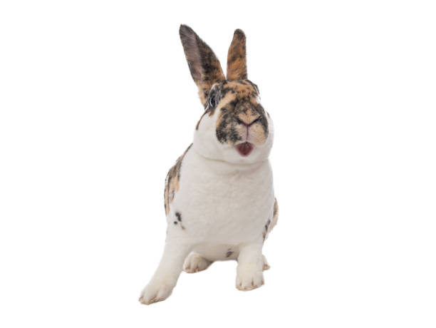 istock surprised beautiful bunny isolated on white background 1326407519