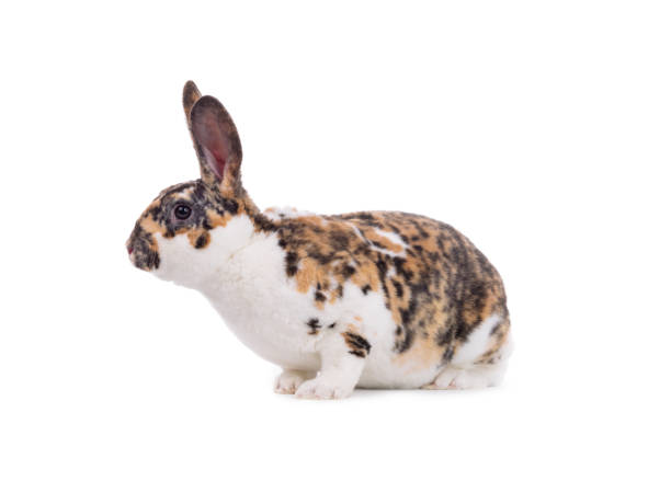 istock beautiful bunny isolated on white background 1326407533