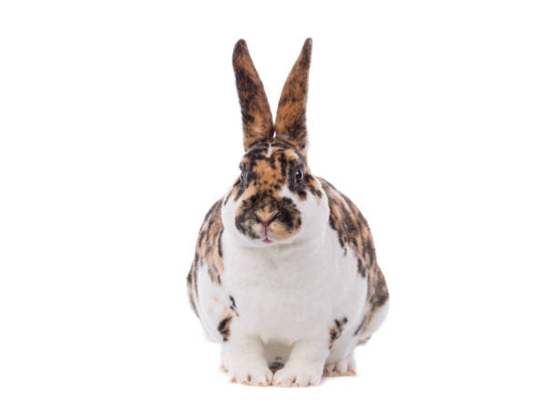 istock beautiful bunny isolated on white background 1326407537