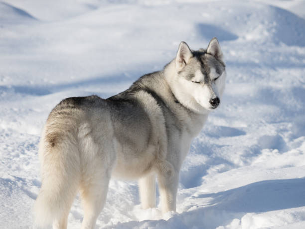 istock Beautiful Husky dog on a winter day 1326407542