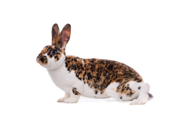istock beautiful bunny isolated on white background 1326407552
