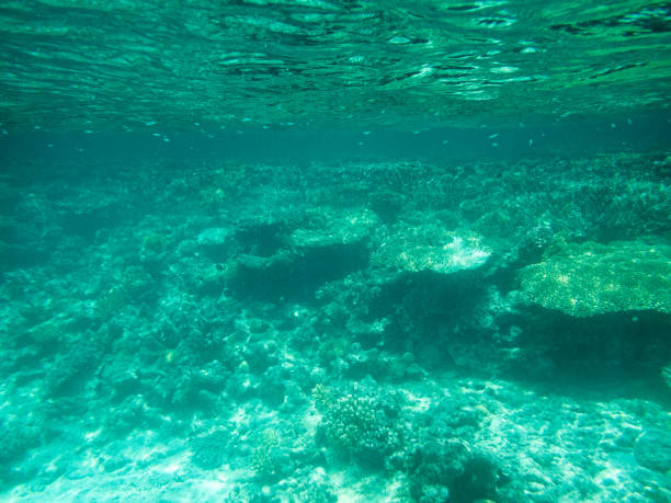 istock Fish, corals and algae on the bottom of the sea 1326408592