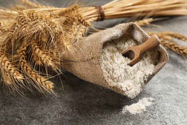 Sack of flour with wooden scoop and wheat ears on grey table