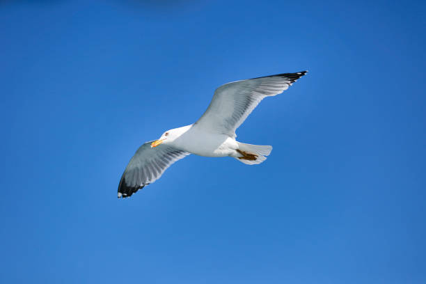 istock Sea Seagull, White Seagulls, Flying Seagull 1326411375