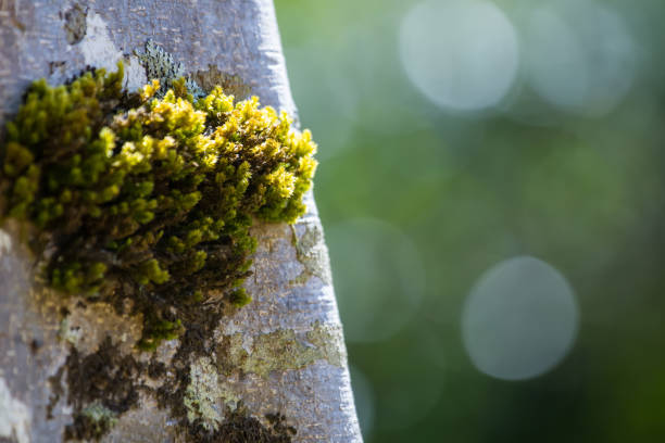 Green and yellow moss and lichen on branches of a tree in the forest