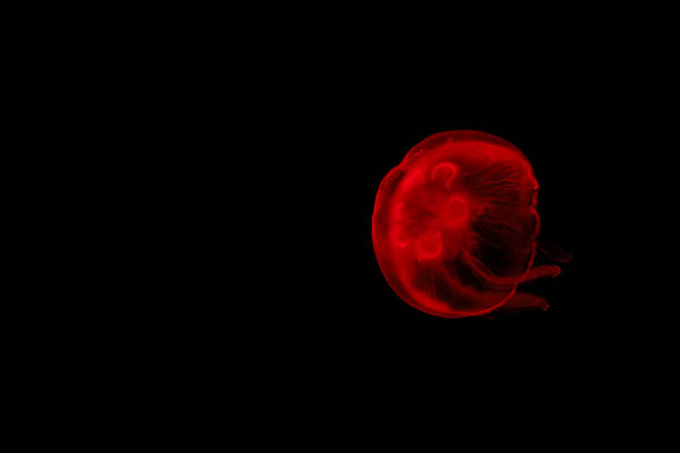 istock Red jellyfish on a black background. 1326412526