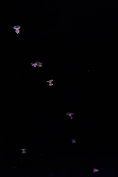 istock Many small jellyfish on a black background. 1326412536