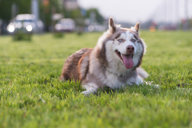 istock Brown and white Siberian Husky 1326412806