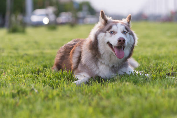 istock Brown and white Siberian Husky 1326412808