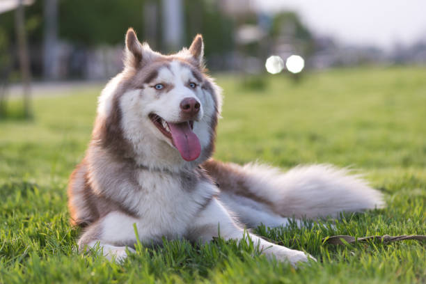 istock Brown and white Siberian Husky 1326412811