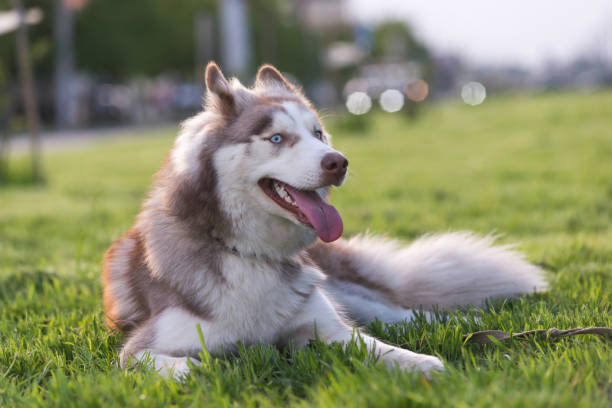 istock Brown and white Siberian Husky 1326412814