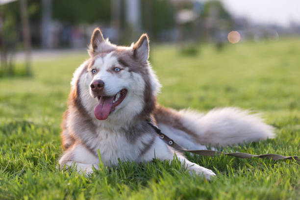 istock Brown and white Siberian Husky 1326412817