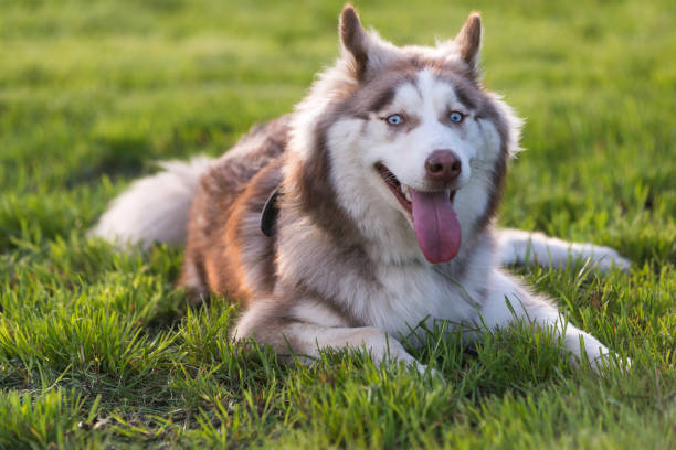 istock Brown and white Siberian Husky 1326412822