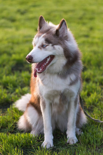 istock Brown and white Siberian Husky 1326412827