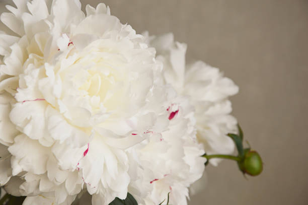 istock a lush white flower. a beautiful tulip. a delicate summer bouquet. 1326415732
