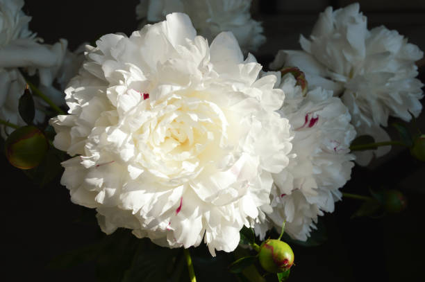 istock a lush white flower. a beautiful tulip. a delicate summer bouquet. 1326415743
