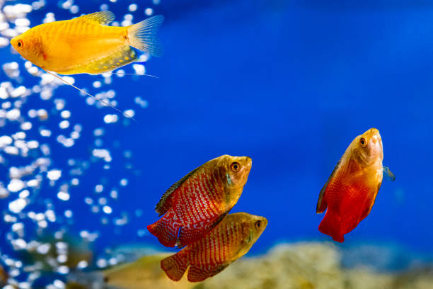 istock Goldfish in aquarium with clean water. 1326415964