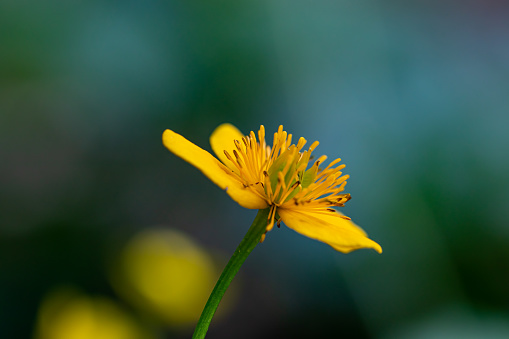 closeup of yellow petaled flower with dew drops photo – Free Yellow Image  on Unsplash