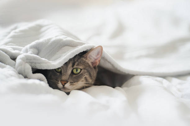 istock Cute grey cat lying on the bed under the blanket at home. Funny grey cat hides under white blanket. The cat hunts from under the blankets. Copy space 1326420582