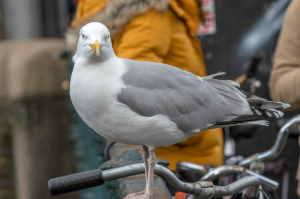 istock Close Up Of A European Herring Gull 1326420771