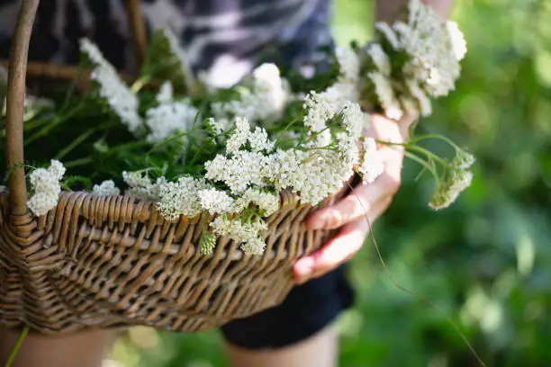 Woman holding a basket filled with yarrow (Achillea millefolium) flowers, which she has picked up to dry and make herbal tea