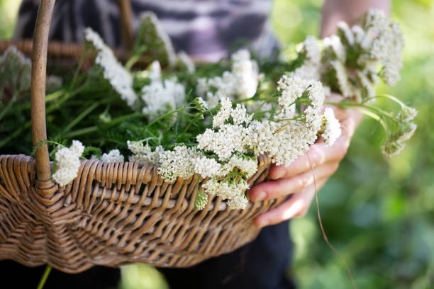 istock Hands holding a basket with yarrow flowers collected for herbal tea 1326420875