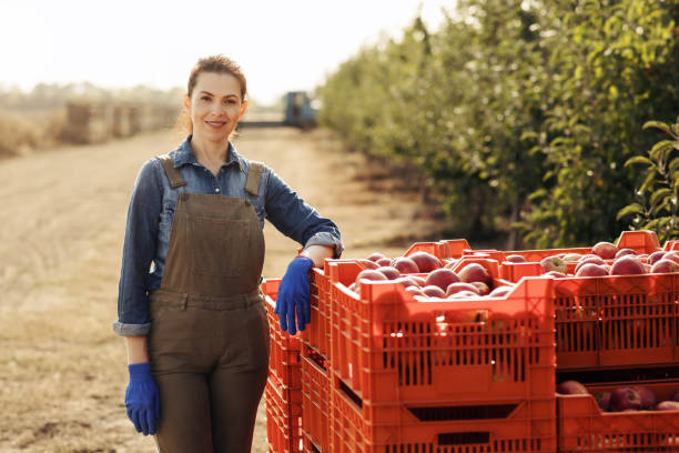 biznes na zewnątrz, nowa normalna, startowa i sok z eko-owoców, zbiory - women red fruit picking zdjęcia i obrazy z banku zdjęć