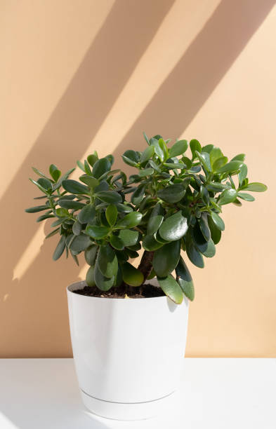 Beautiful Crassula ovata, Jade Plant,Money Plant, succulent plant in a white pot in the sun on a beige background Beautiful Crassula ovata, Jade Plant,Money Plant, succulent plant in a white pot in the sun on a beige background. Home decor and gardening concept. jade plant stock pictures, royalty-free photos & images