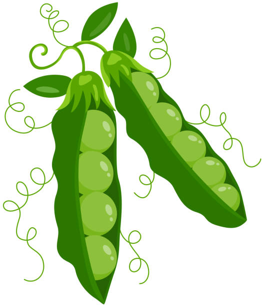 zwei frische grüne hülse mit erbsen - green pea pea pod vegetable cute stock-grafiken, -clipart, -cartoons und -symbole