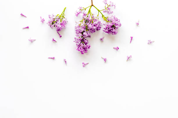 istock Blossom lilac flowers - spring branches top view 1326424693