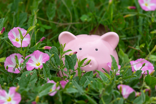 The cute pink piggy bank lies comfortably in the grass