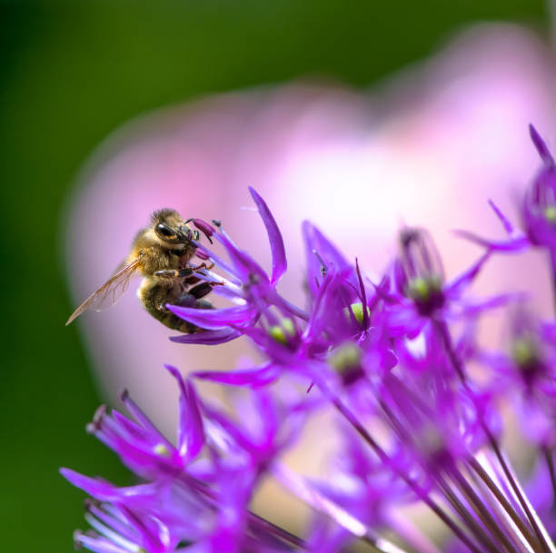 istock Honeybee pollinating on a giant onion flower 1326426494