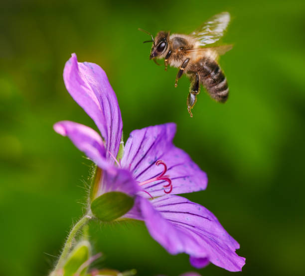 istock Bee flying to a purple geranmium flower blossom 1326426657