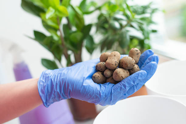 istock Replanting home flowers 1326427429