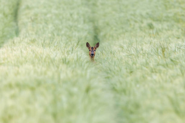 Female roe deer Female roe deer (Capreolus capreolus) looking out of a cereal field. deer hide stock pictures, royalty-free photos & images