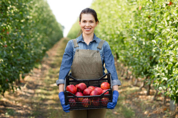 istock Eco farm work, harvesting, plant growing and fruit industry 1326428242