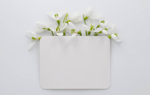 Spring greeting card with snowdrops on a white background