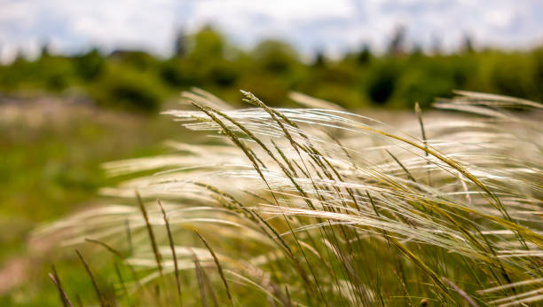 istock Flowering grass in summer, pollen allergy concept 1326429356